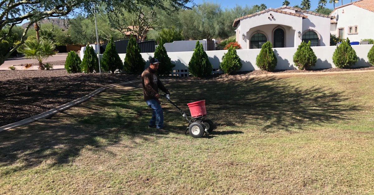 Need Overseeding Services? We Can Help! Divine Design Landscaping